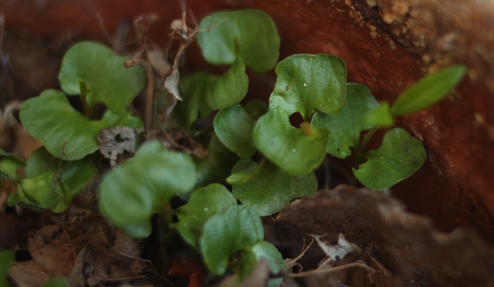 Annexe feuilles1.JPG