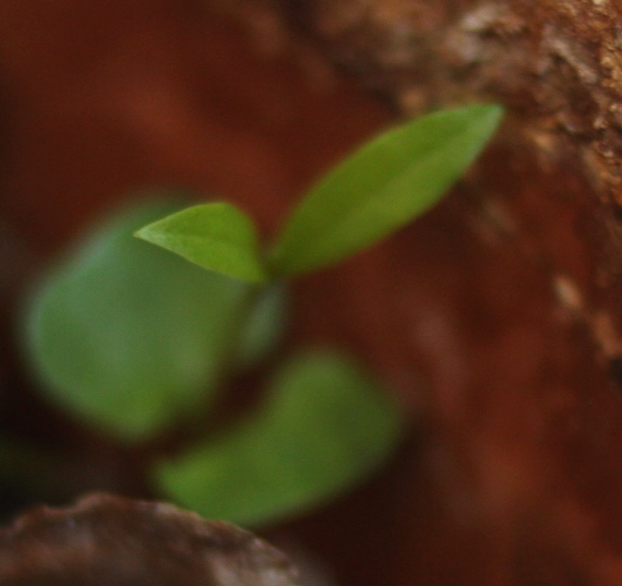 Annexe feuilles2.JPG