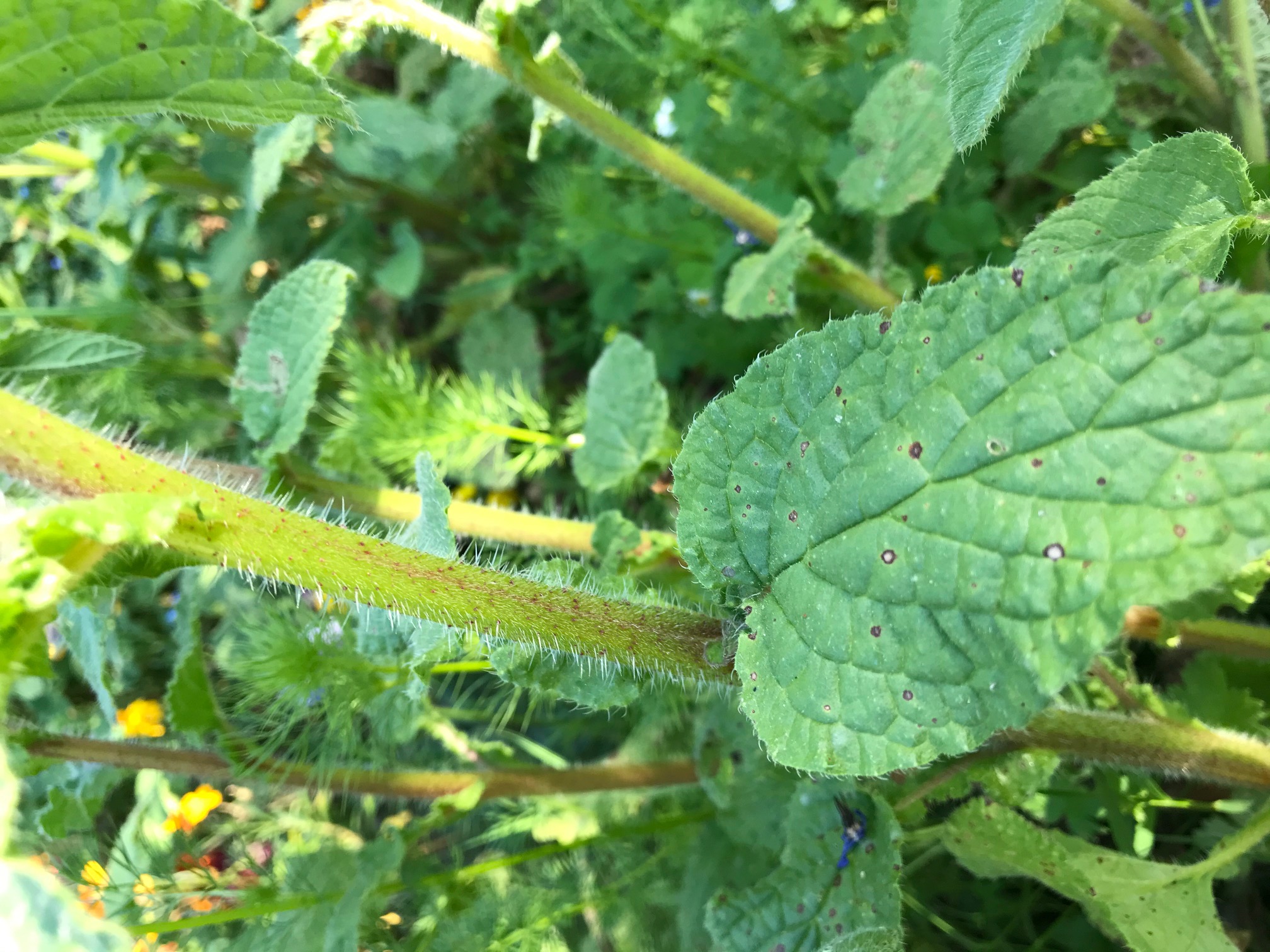 Annexe feuille et tige.jpg