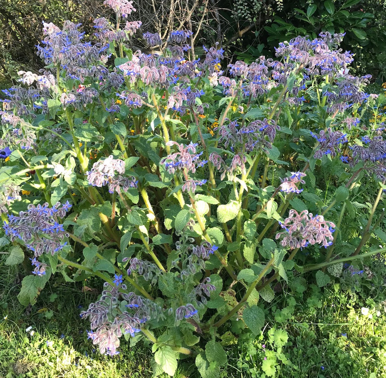 Annexe vue densemble.jpg