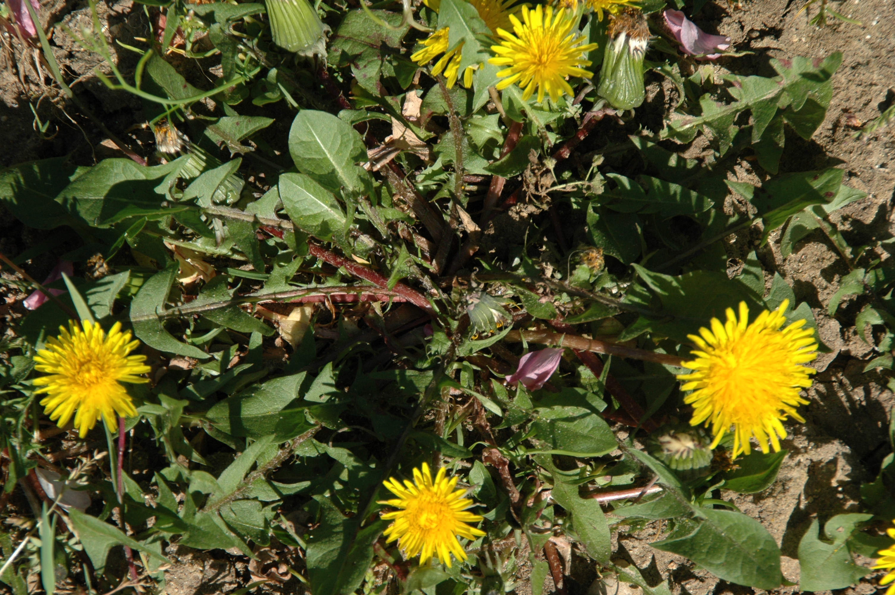 Annexe a -la plante dans son ensemble.jpg