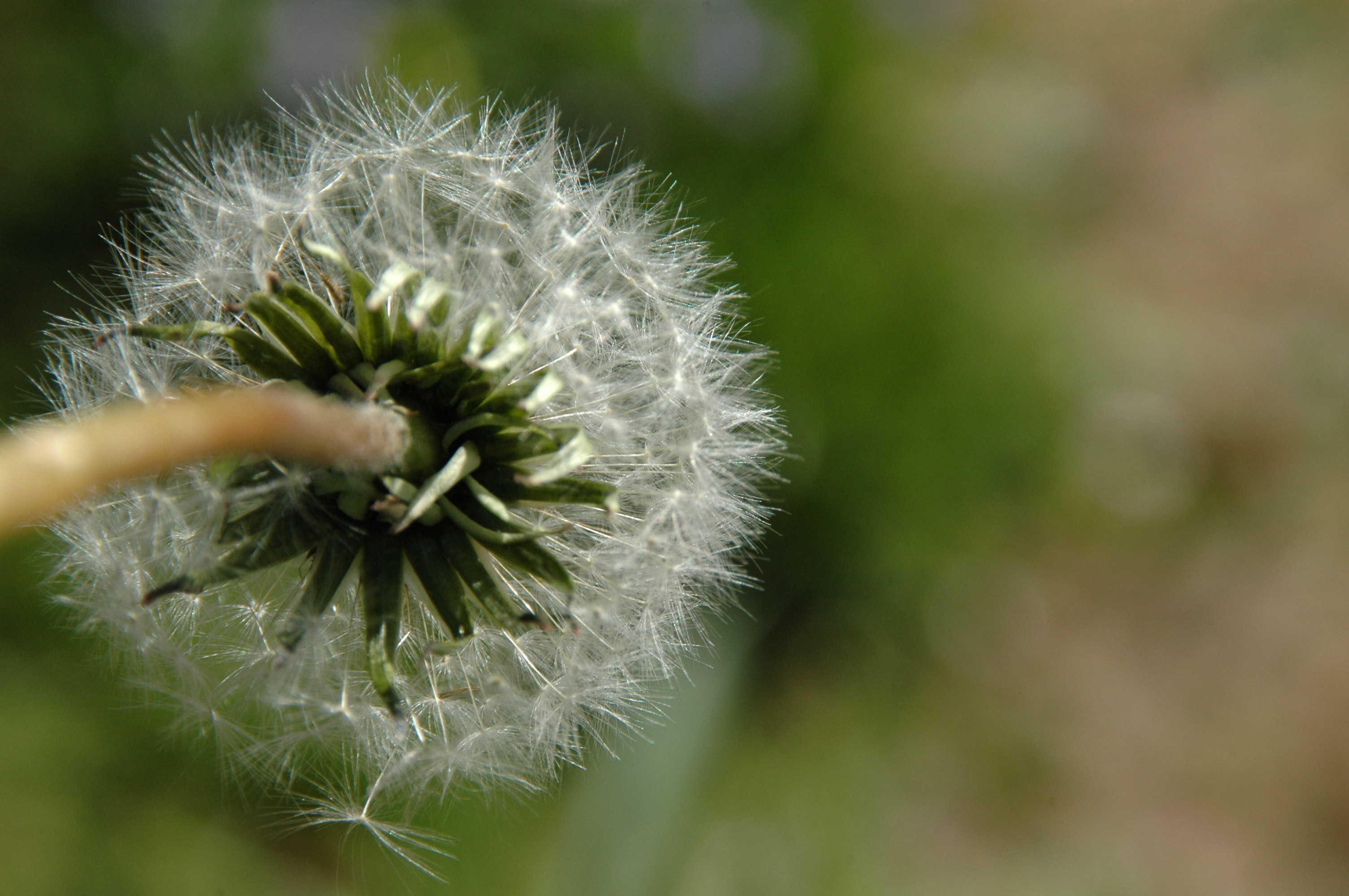 Annexe c-capitule dakènes.jpg