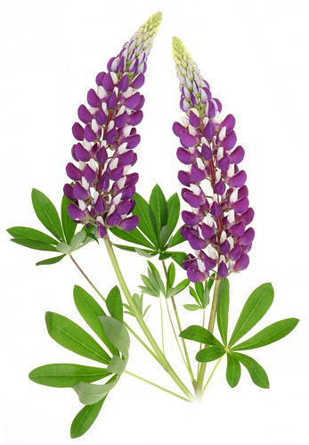 Annexe 27642431020_d74d501439.jpg