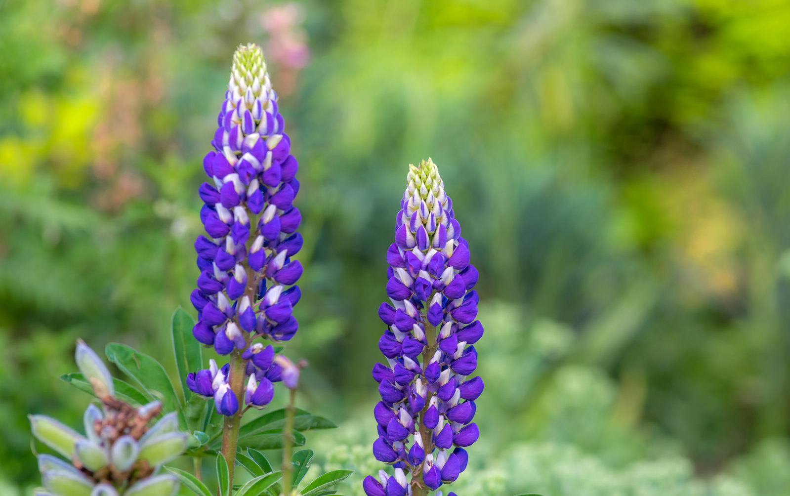 Annexe 28056479522_33c598801e_h.jpg