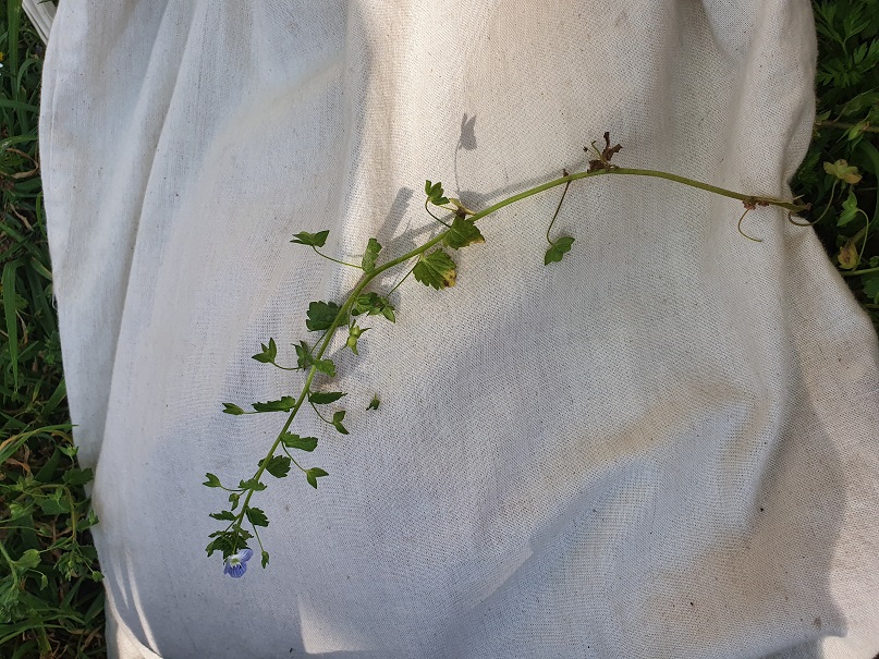 Annexe 20200408_164737.jpg