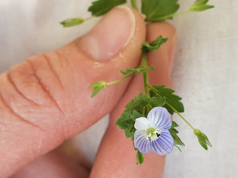 Annexe 20200408_164828.jpg