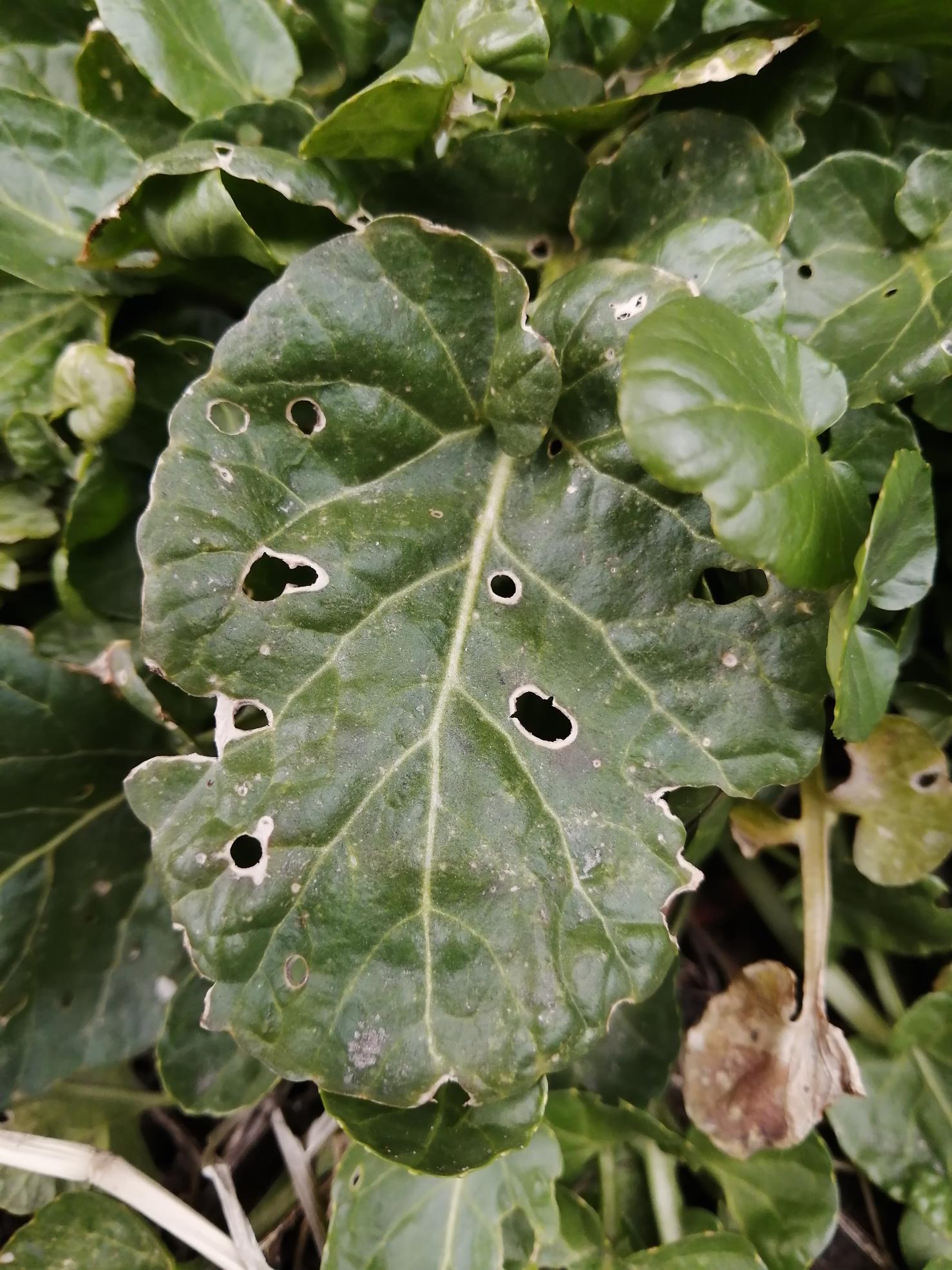 Annexe 2020-04-12 15.05.48-1478x1971.jpg