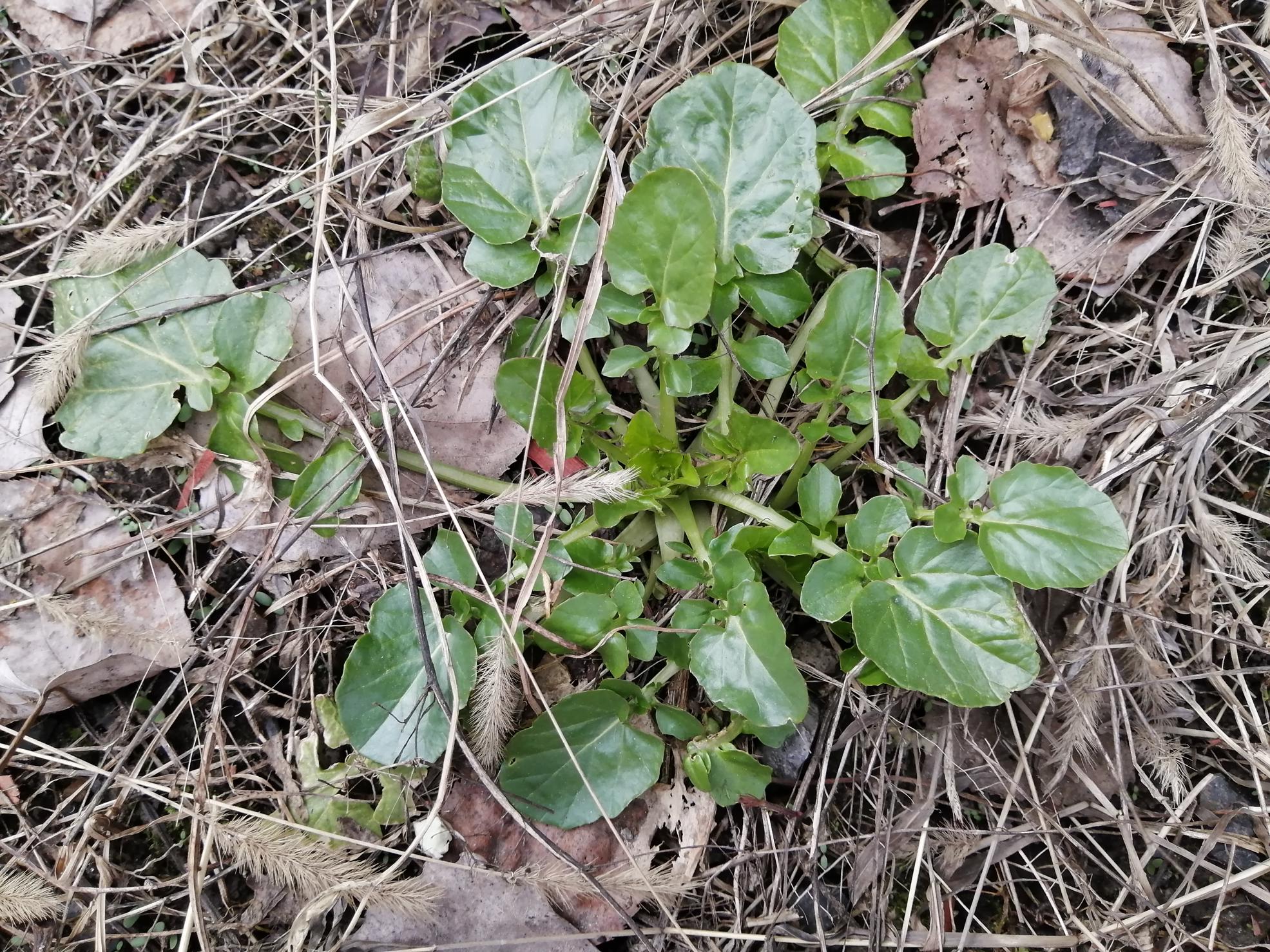 Annexe 2020-04-12 15.06.05-1971x1478.jpg