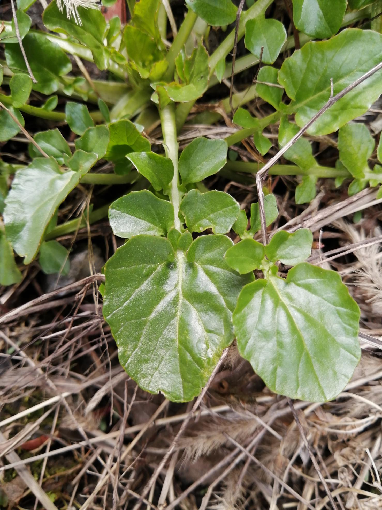 Annexe 2020-04-12 15.06.10-1478x1971.jpg