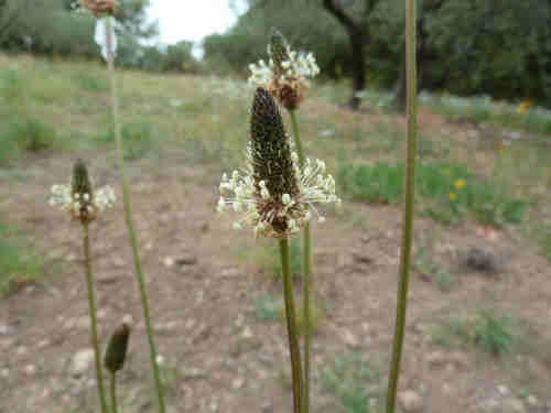 Annexe P1080875-1.jpg