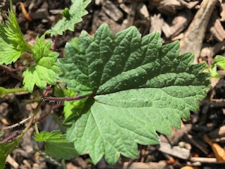 Annexe Feuille ortie.jpg