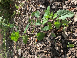 Annexe Ortie Dioique.jpg