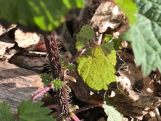 Annexe Tige Ortie.jpg