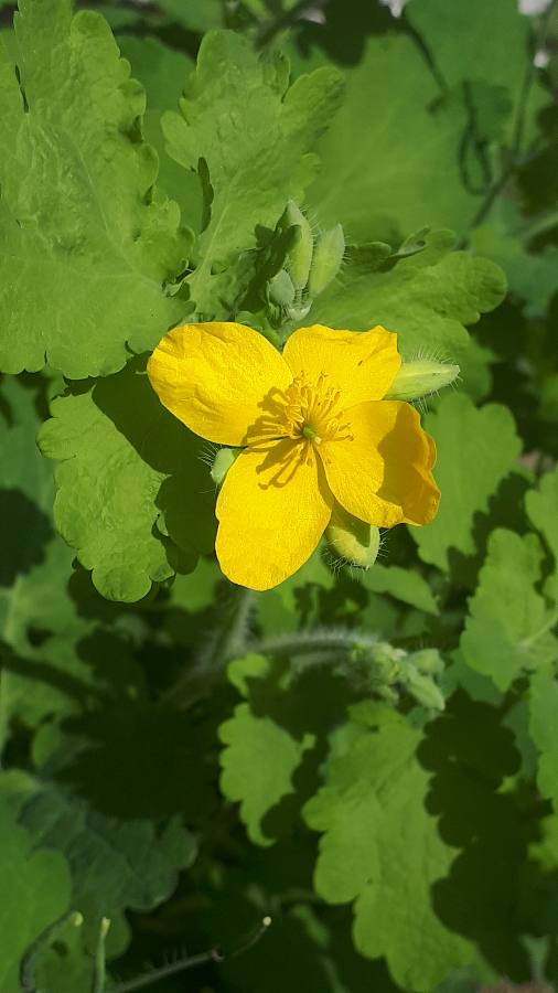 Annexe 1586796521490 2.JPEG