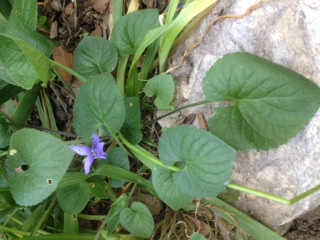 Annexe fleur de mon jardin.JPG