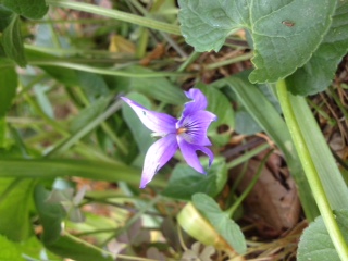 Annexe fleur en gros plan.JPG