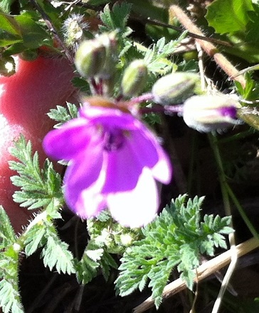 Annexe Fleur floue a refaire.JPG