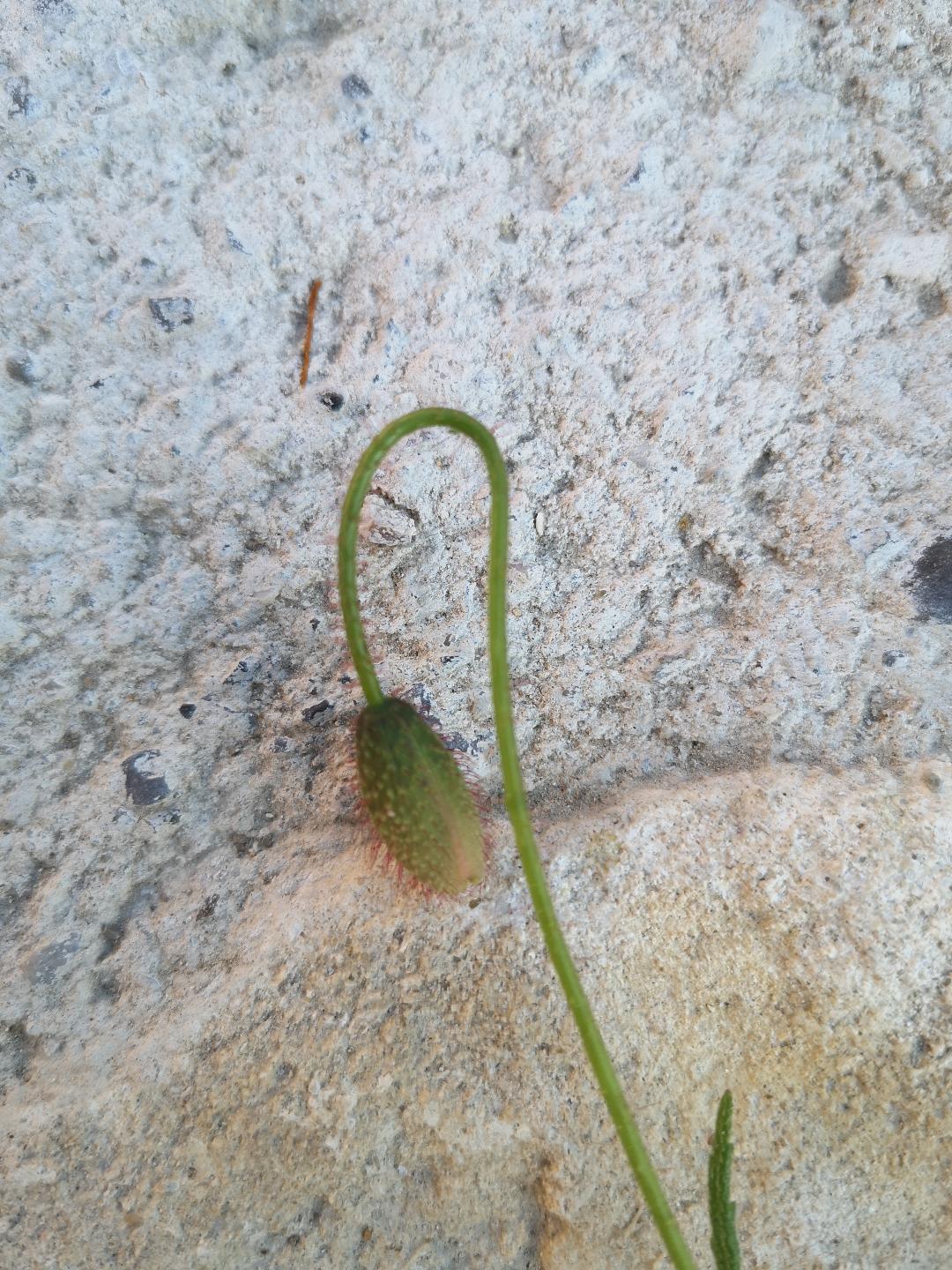 Annexe coquelicot bouton floral.jpg