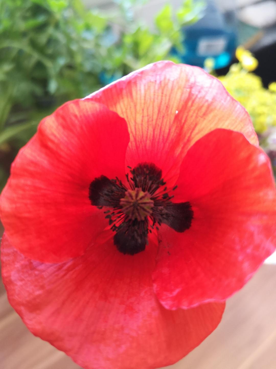 Annexe coquelicot pistil étamines.jpg