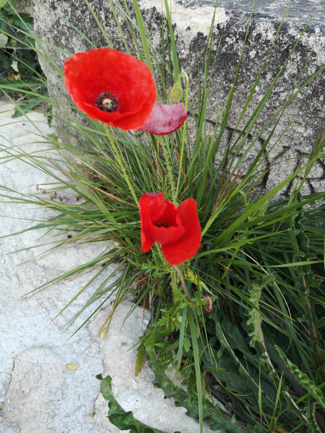 Annexe coquelicot.jpg
