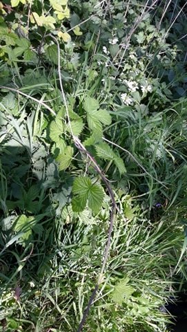 Annexe 93035264_767373033666718_176495655190003712_n.jpg