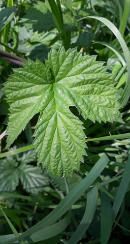 Annexe 93220120_314979429468553_3918000228338237440_n.jpg