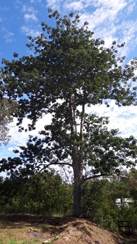 Annexe Vue générale.jpg