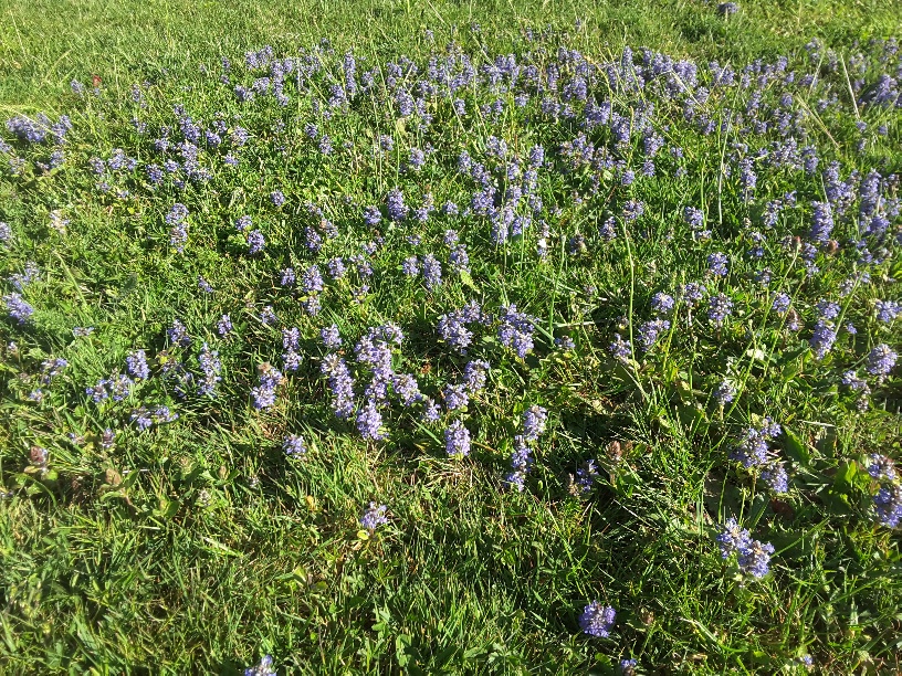 Annexe Ajouta reptans vue générale .jpg