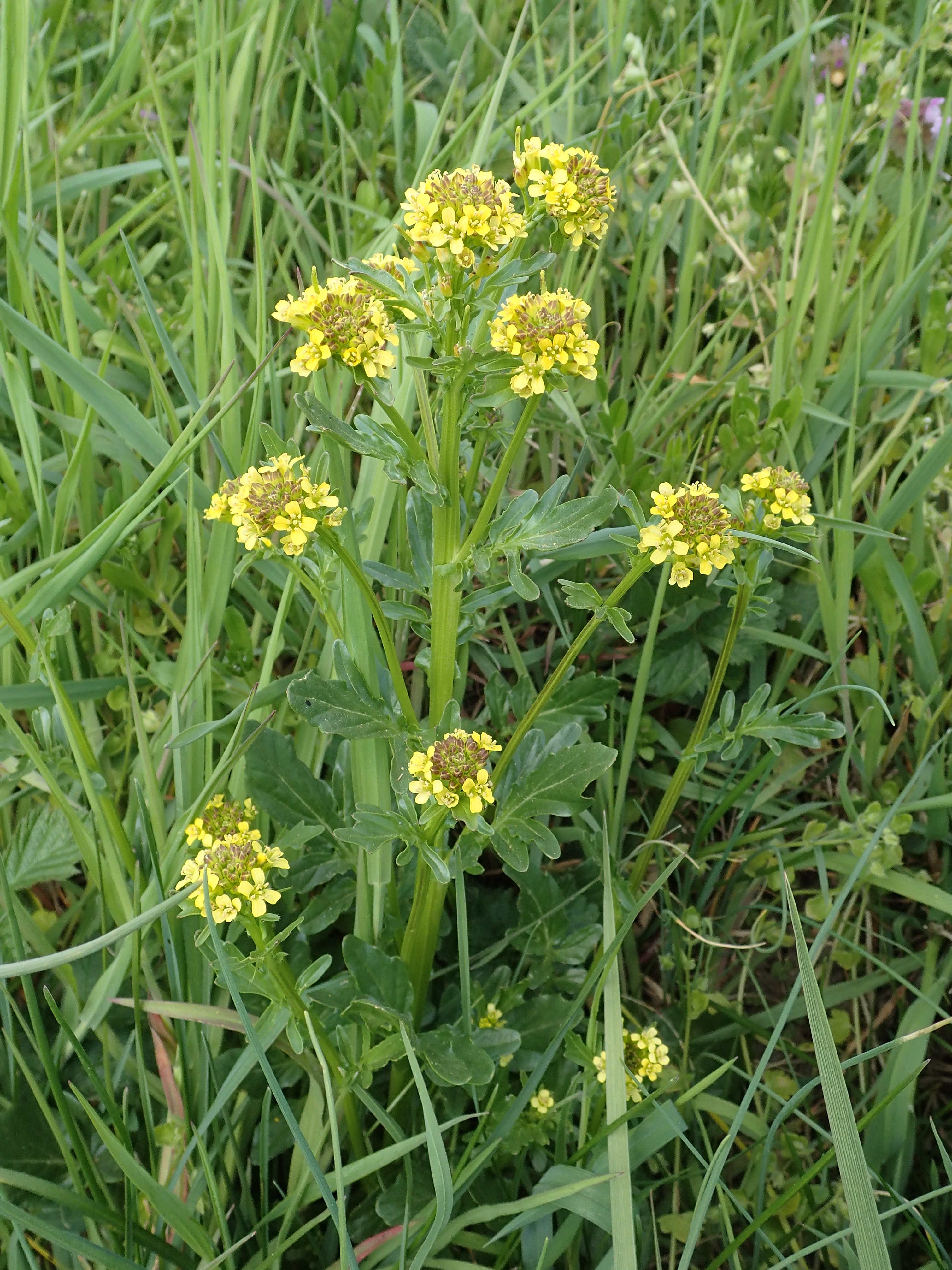 Annexe barbintemooc2.JPG