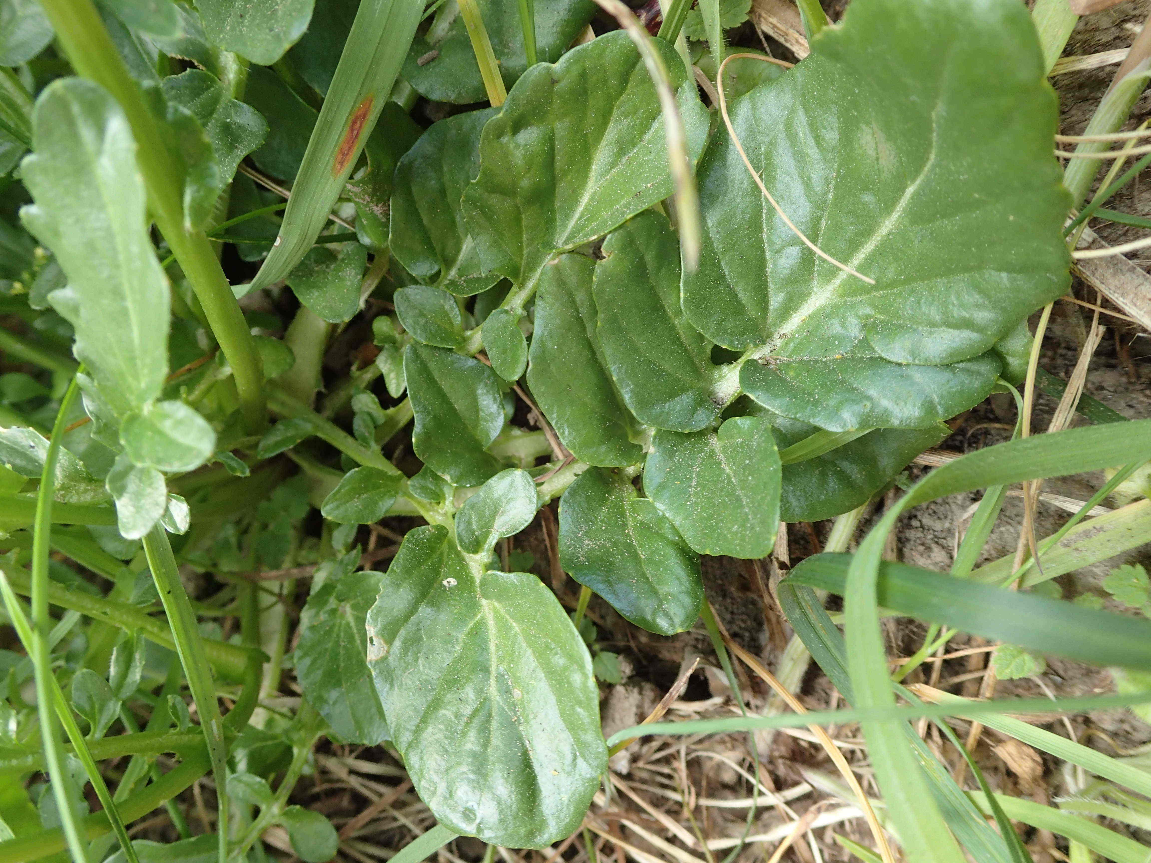 Annexe barbintemooc4.JPG