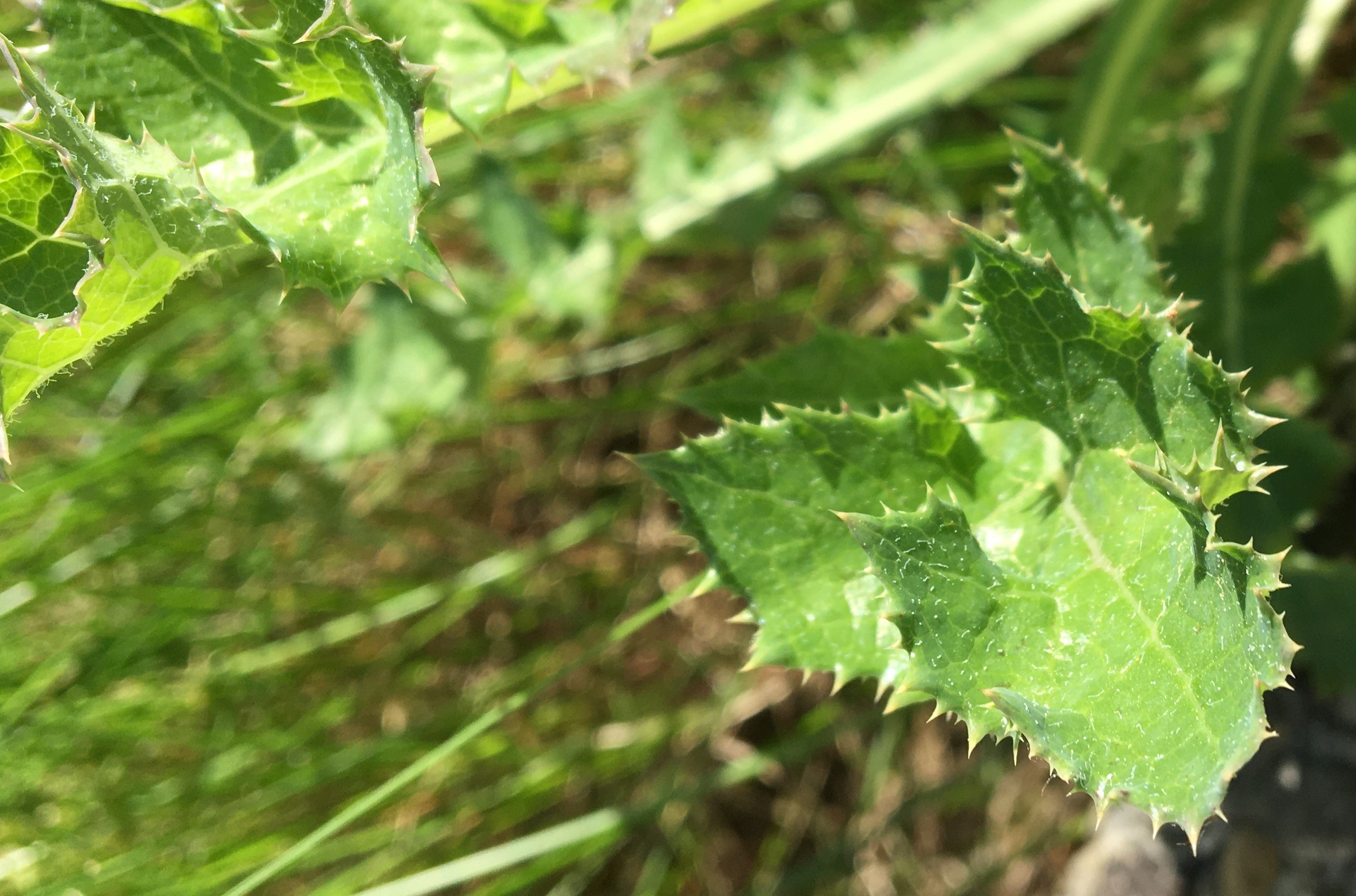 Annexe Activité Photo 2.jpg