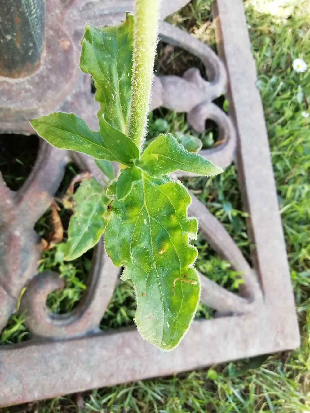 Annexe feuille compagnon blanc.jpg