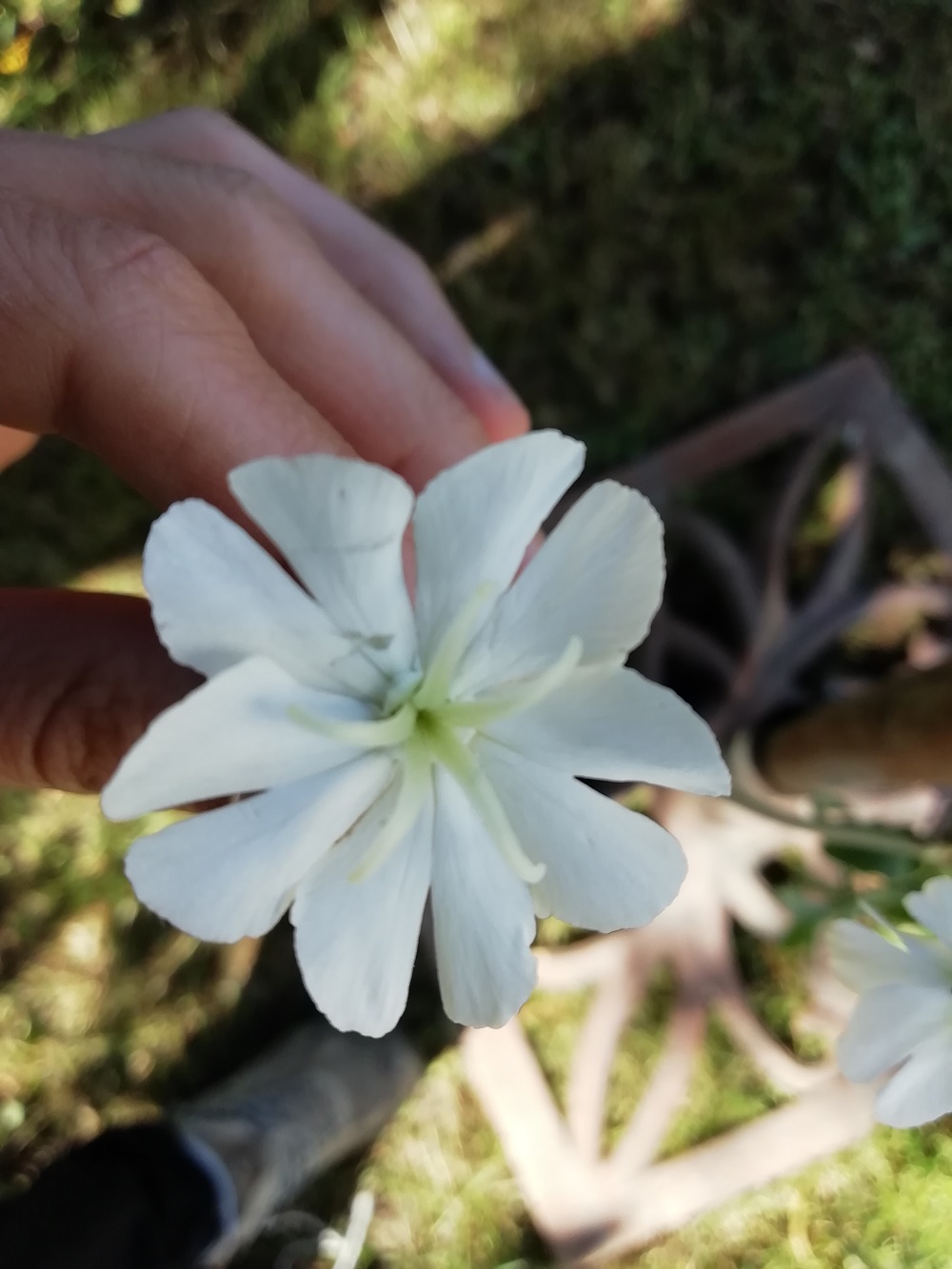 Annexe fleur compagnon blanc 2.jpg