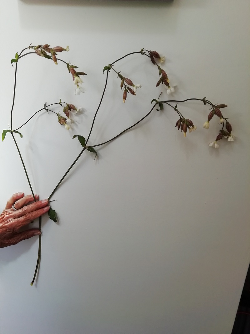 Annexe vue densemble compagnon blanc.jpg