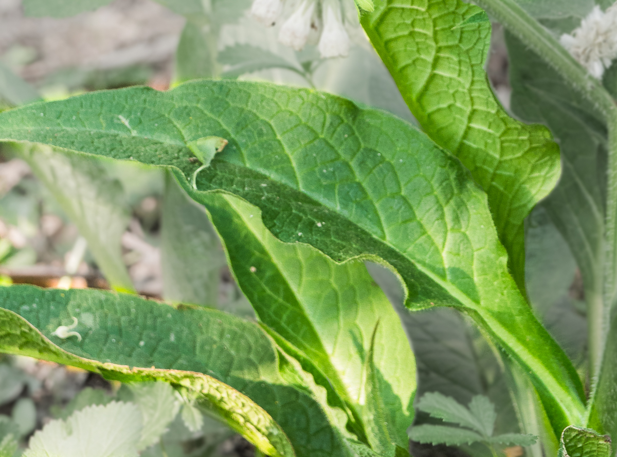 Annexe Consoude-Feuilles Base.jpg