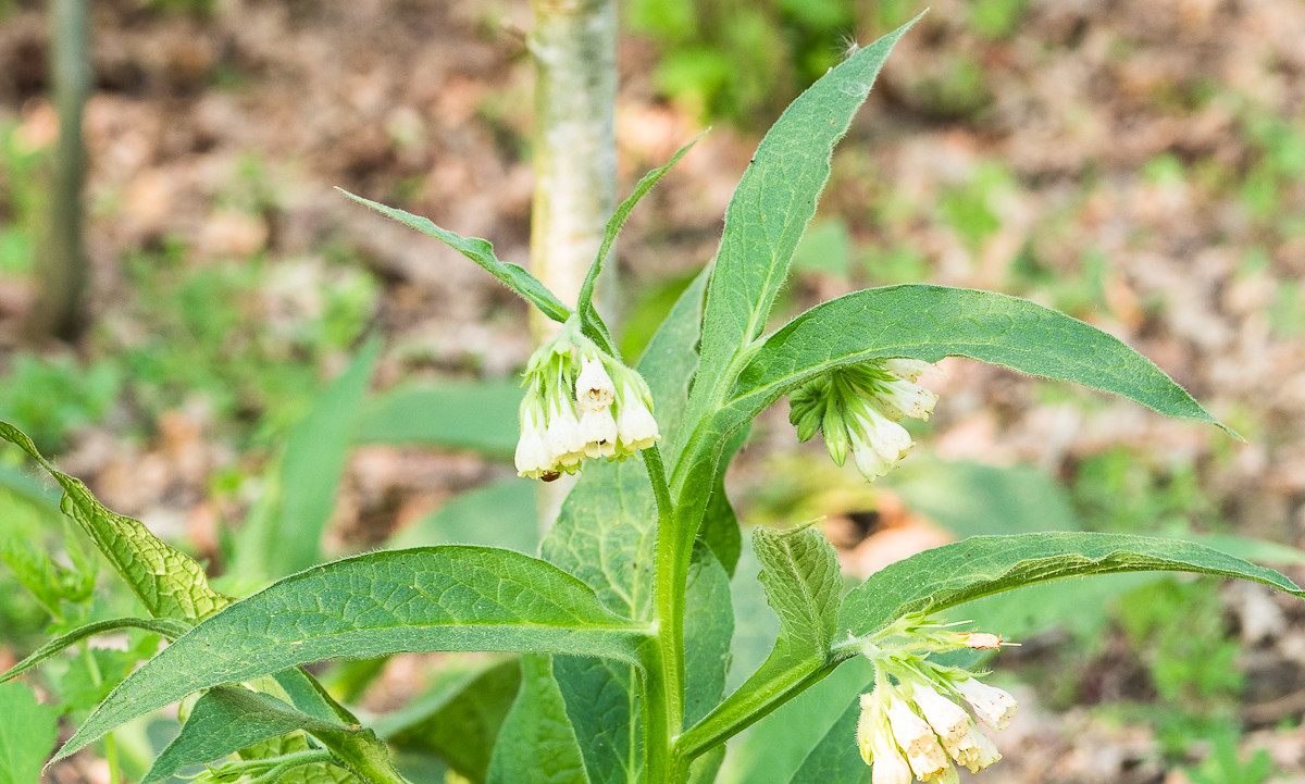 Annexe Consoude-Feuilles Sommet.jpg