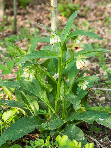 Annexe Consoude-Plan.jpg