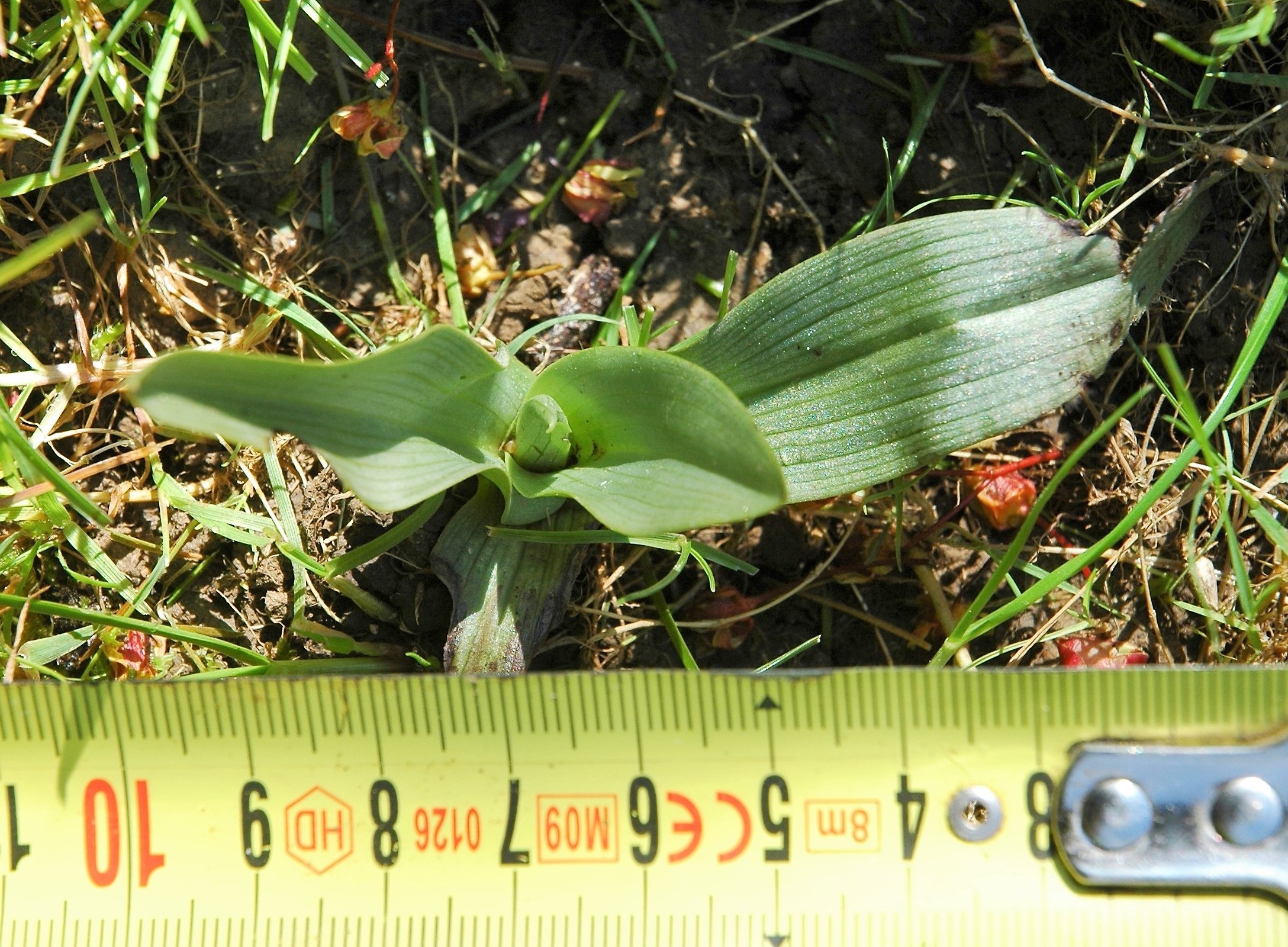 Annexe Ophrys apifera.JPG