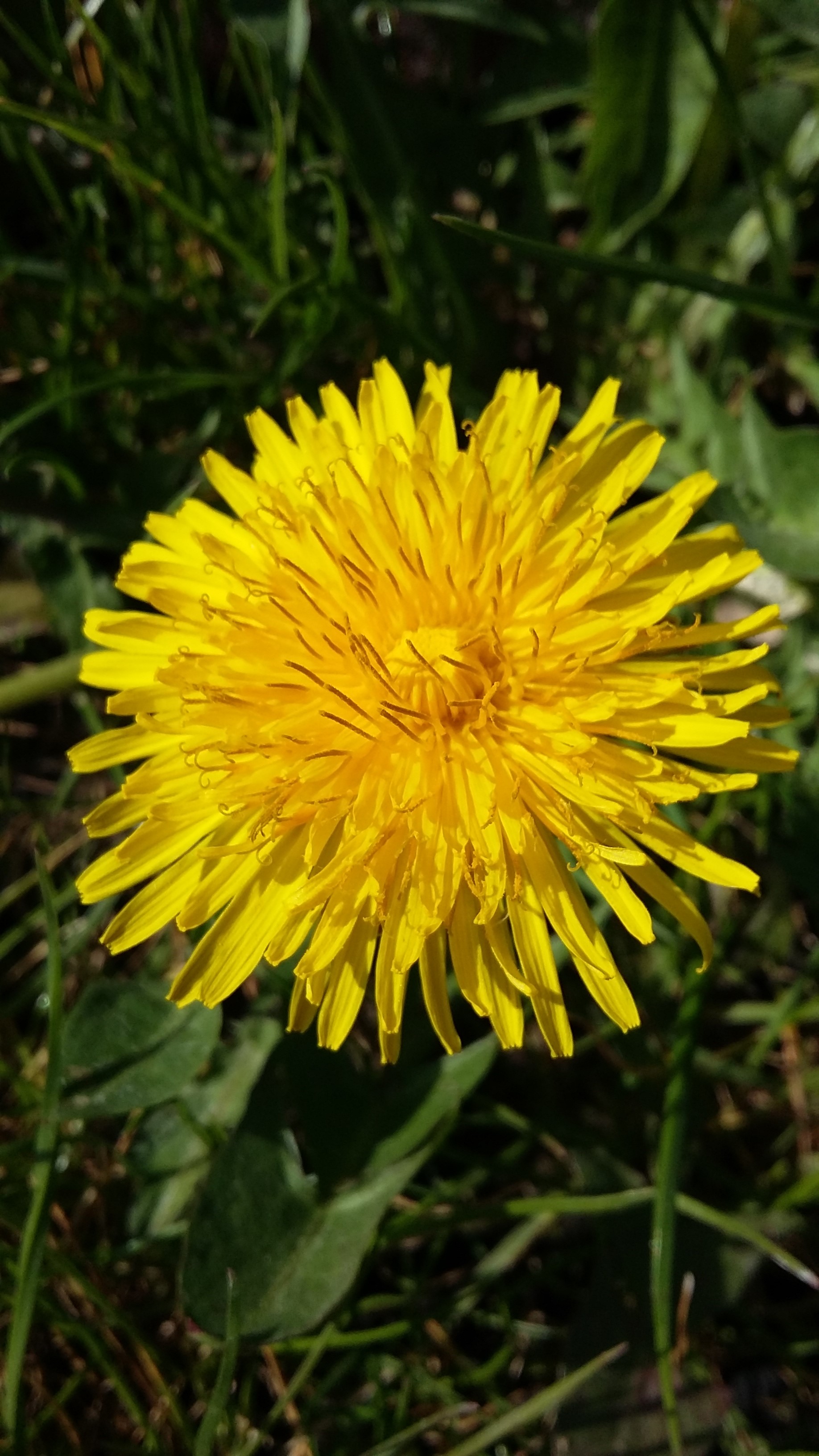 Annexe 20200415_112942.jpg