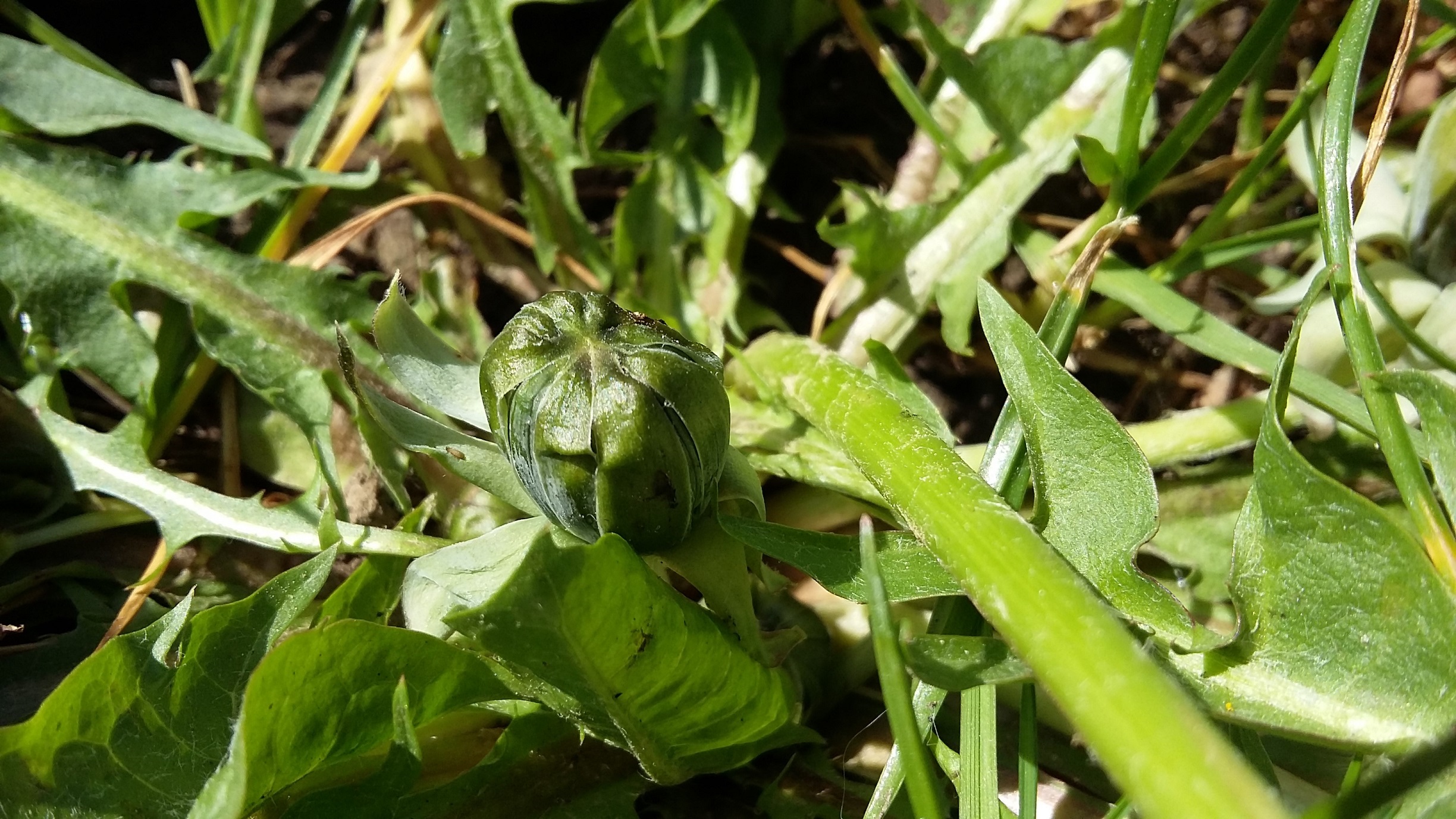 Annexe 20200415_113258.jpg