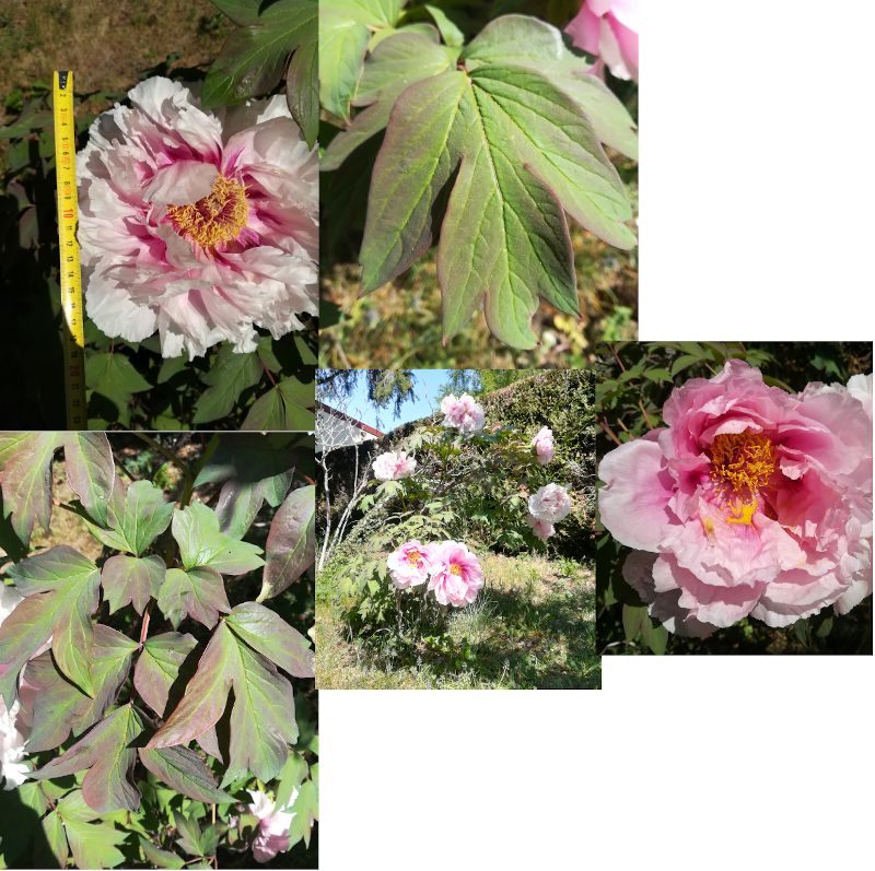 Annexe activitebota.png