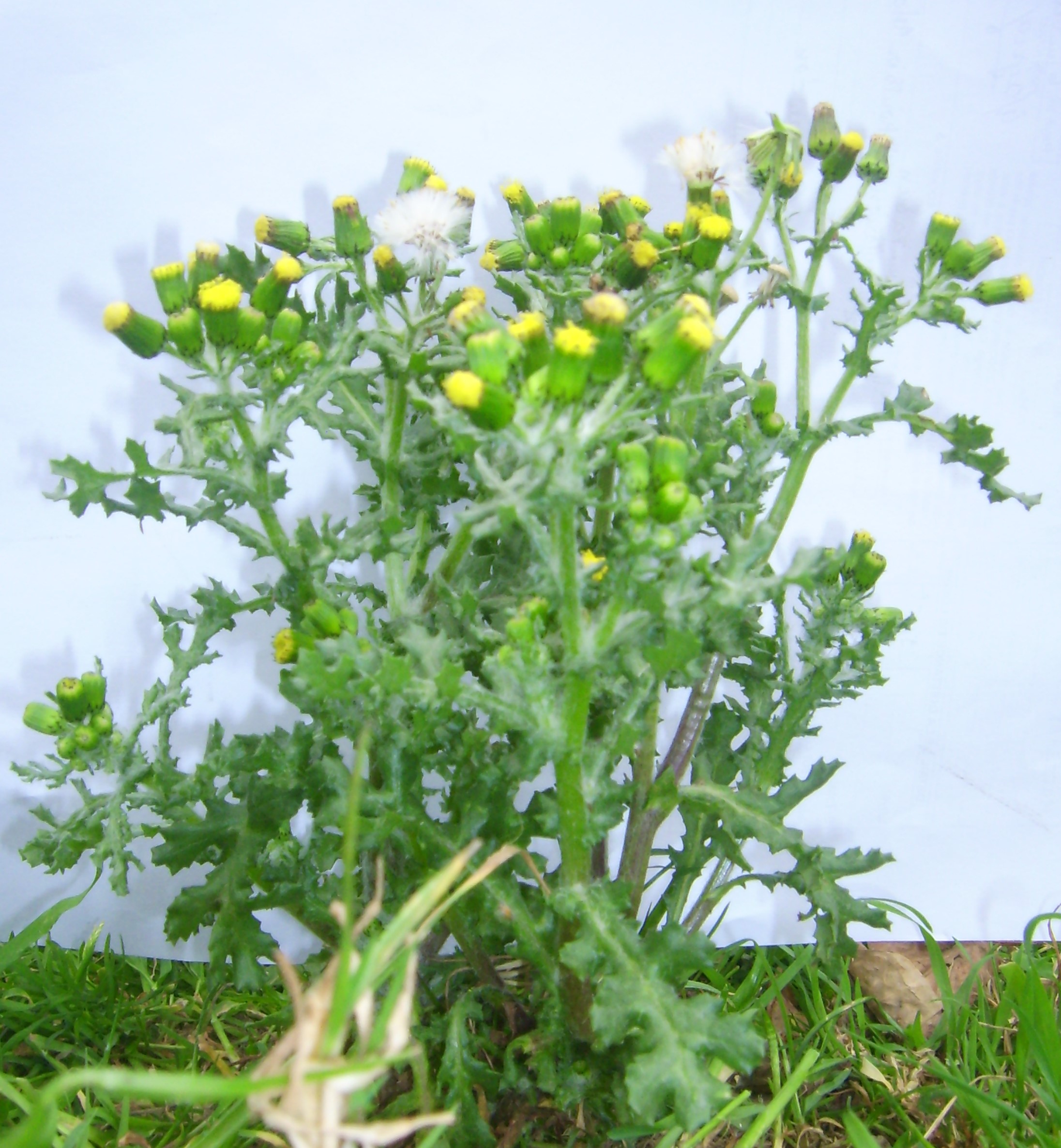 Annexe DSCI0001 (2).JPG