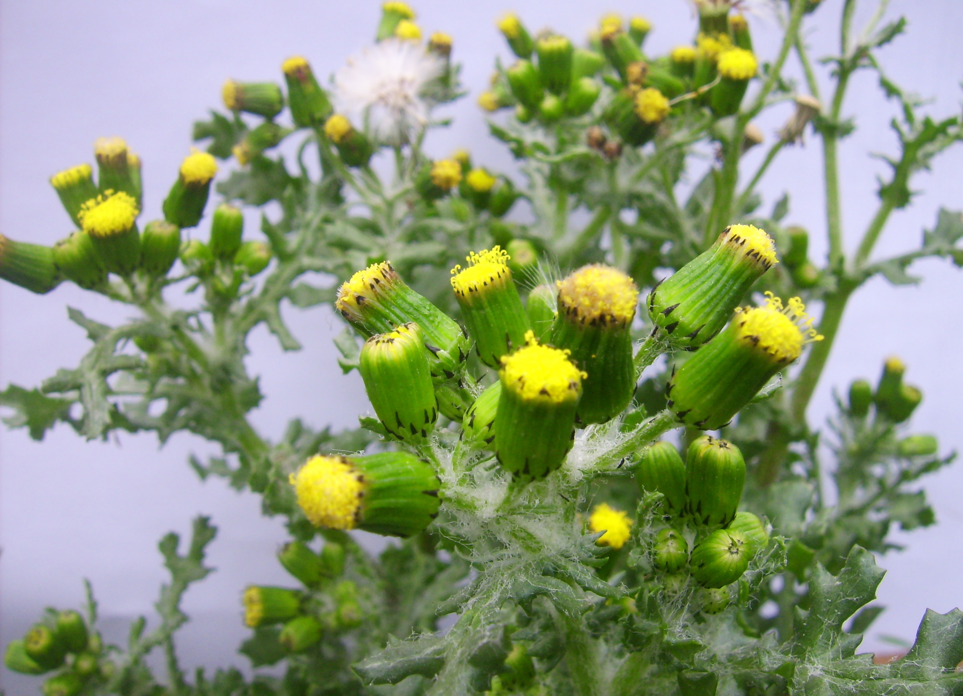 Annexe DSCI0004 (2).JPG