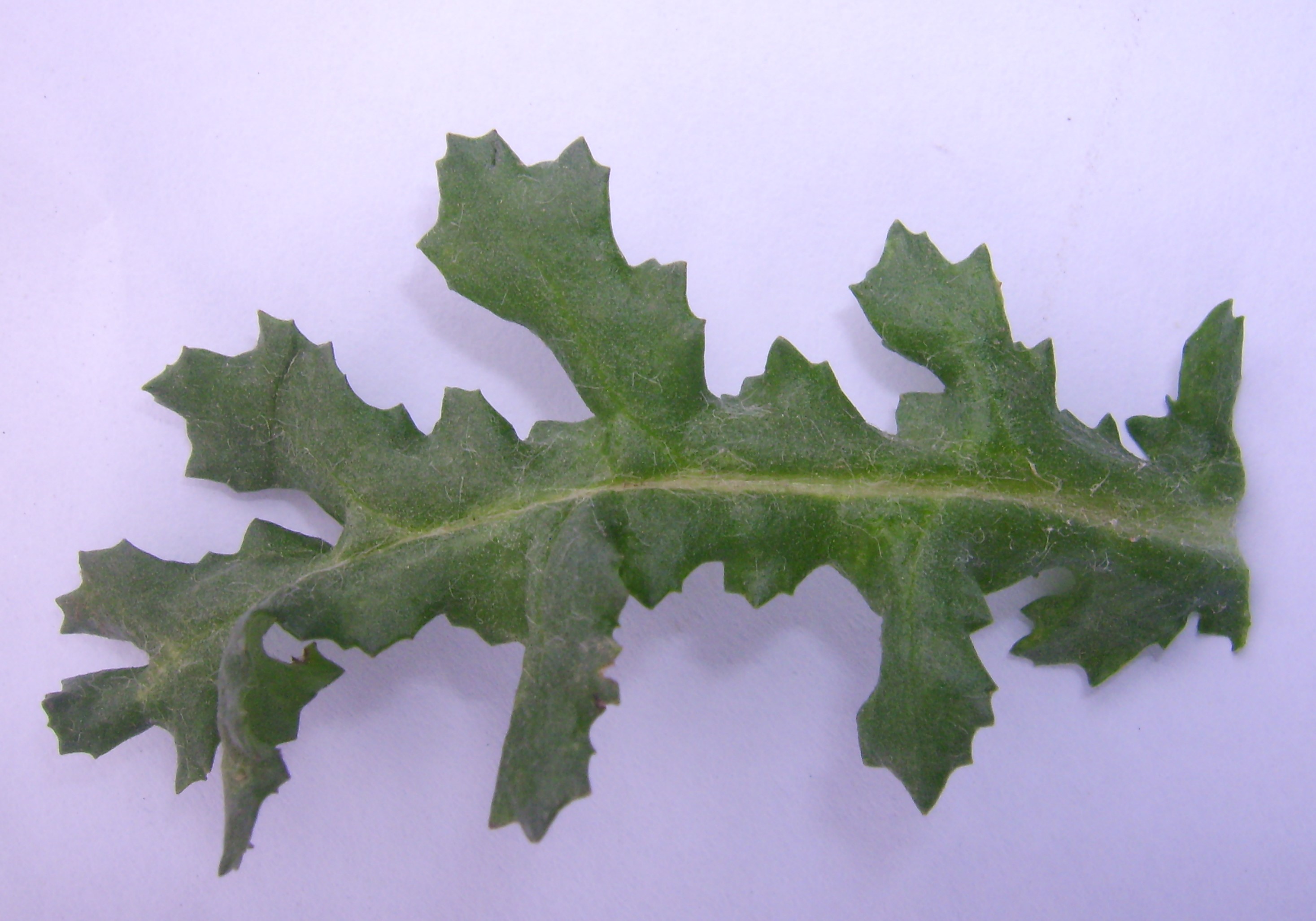 Annexe DSCI0013 (2).JPG