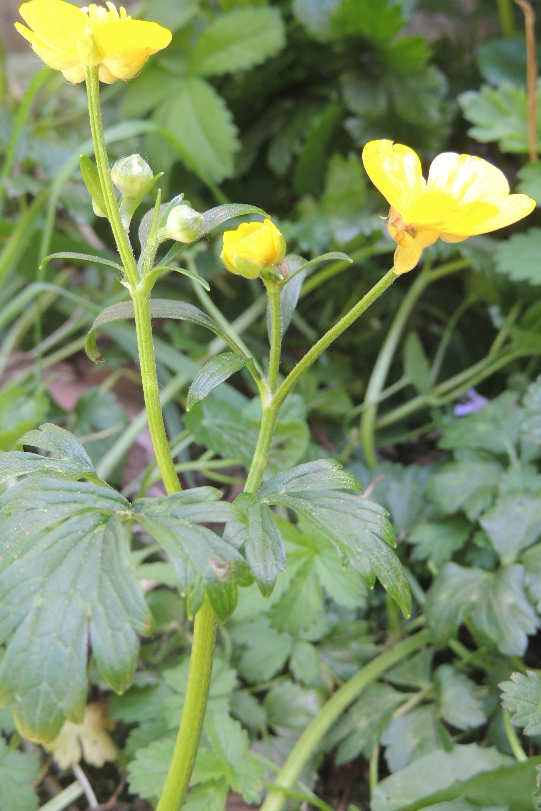 Annexe plante entière (2).jpg