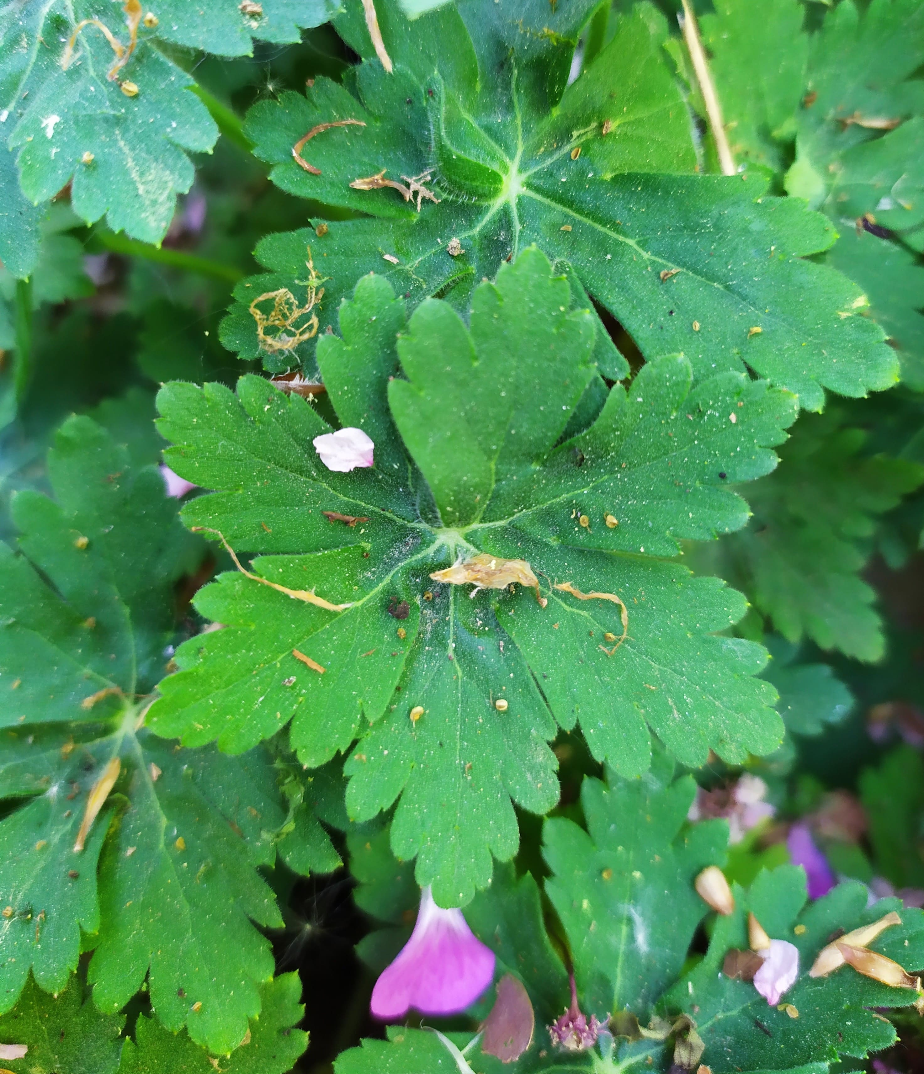 Annexe IMG_20200415_135802-min.jpg