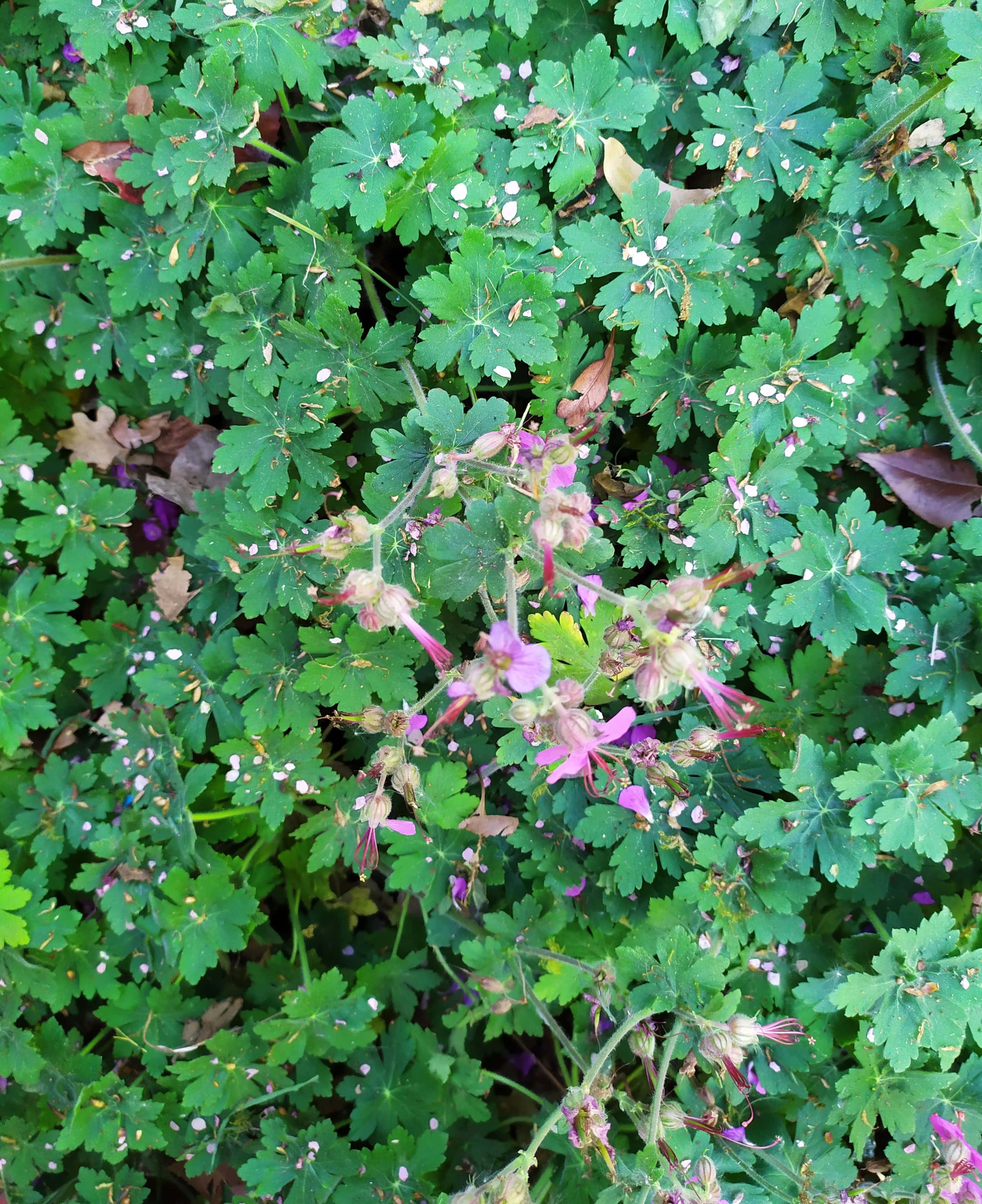 Annexe IMG_20200415_140127-min.jpg