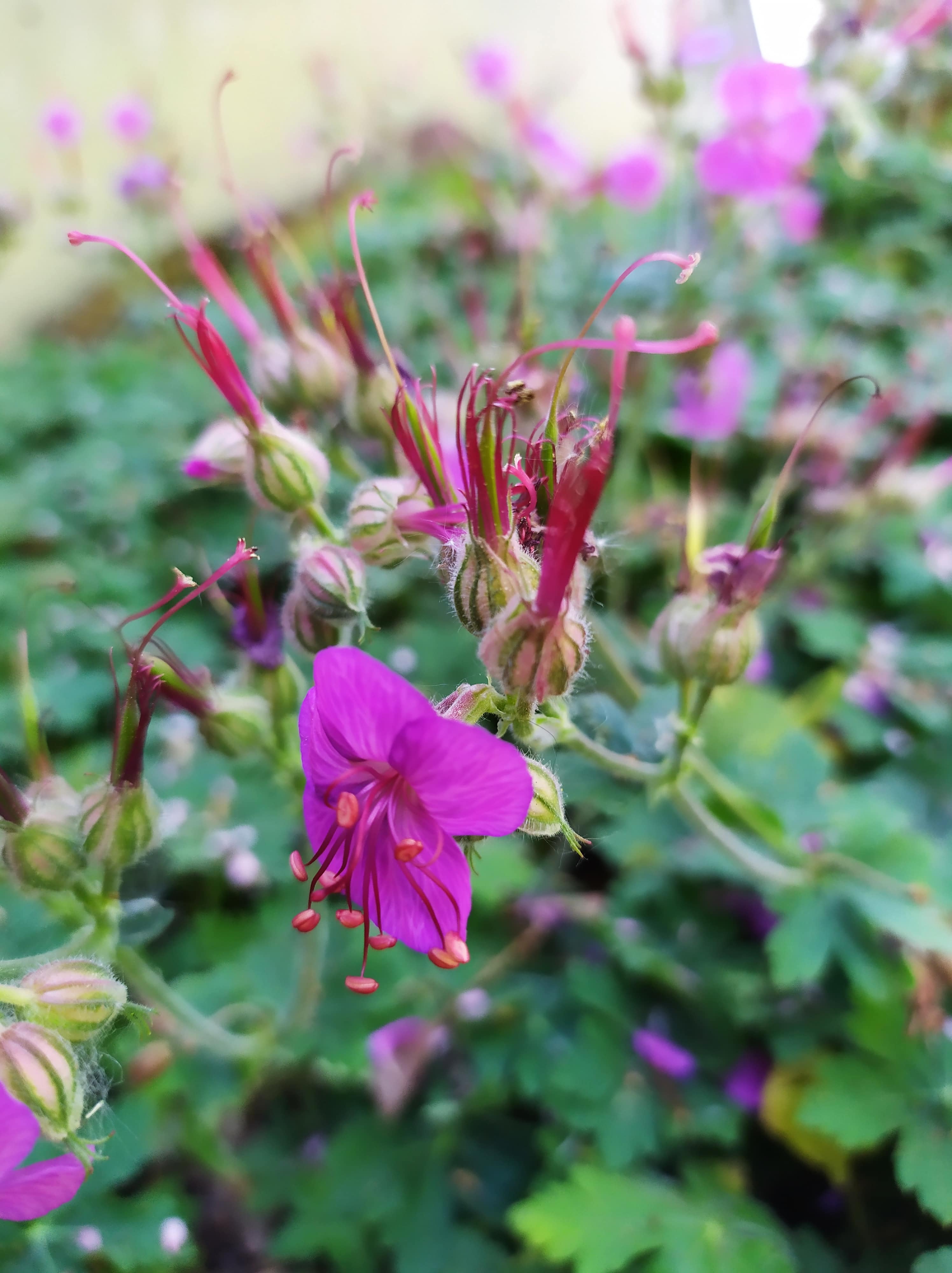 Annexe IMG_20200415_140322-min.jpg