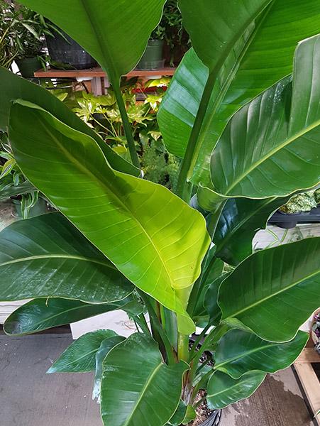 Annexe Strelitzia nicolai image 3