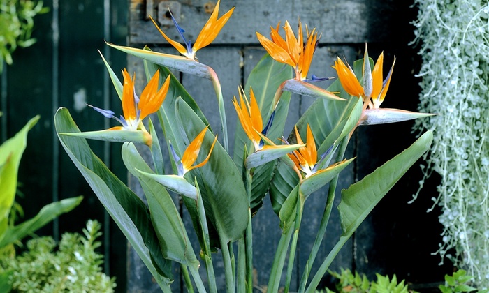 Annexe Strelitzia nicolai image1